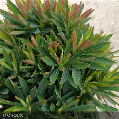 EUPHORBIA x martinii 'Baby Charm'