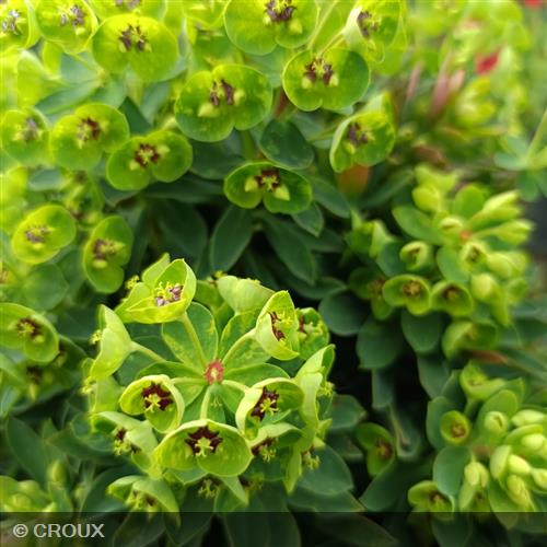 EUPHORBIA x martinii 'Baby Charm'