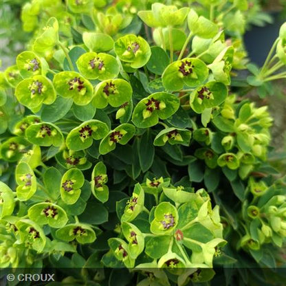 EUPHORBIA x martinii 'Baby Charm'