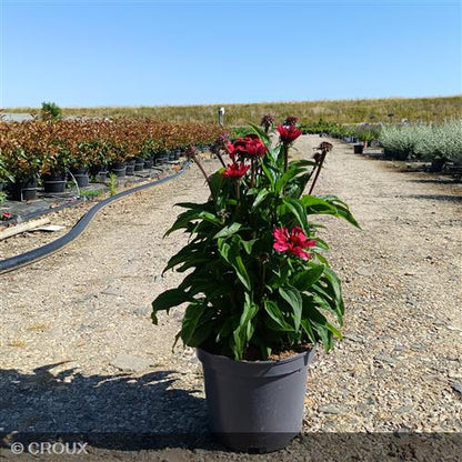 ECHINACEA x 'SunSeekers Carmin®'