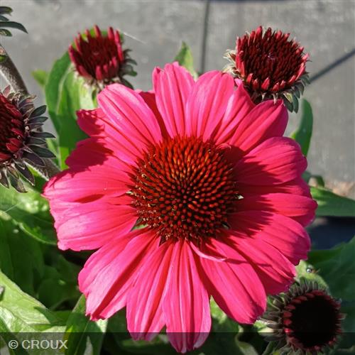 ECHINACEA x 'SunSeekers Carmin®'