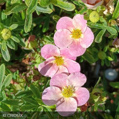 POTENTILLA fruticosa 'Bellissima® Hachliss'