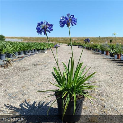 AGAPANTHUS  x 'Ever Sapphire®'