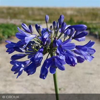 AGAPANTHUS  x 'Ever Sapphire®'