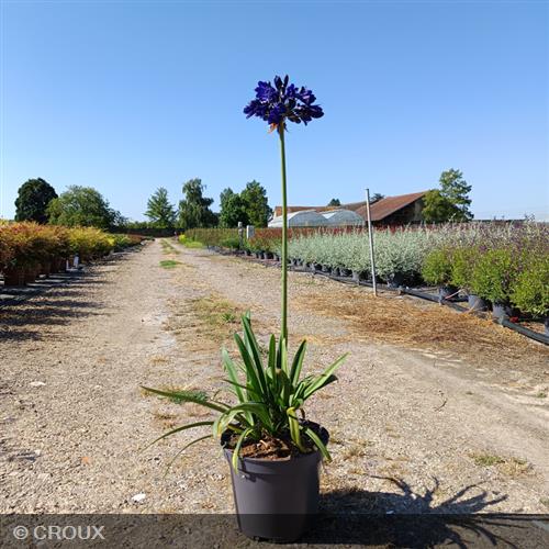 AGAPANTHUS everpanthus® 'Midnight Sky'