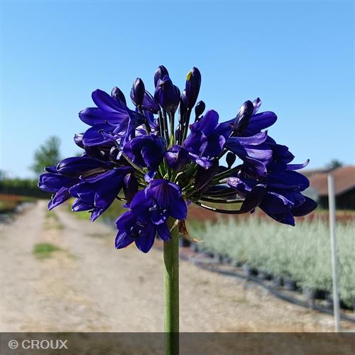 AGAPANTHUS everpanthus® 'Midnight Sky'