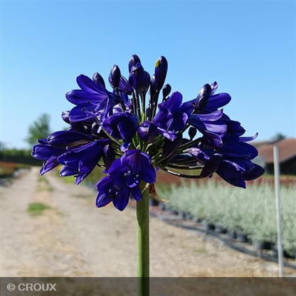 AGAPANTHUS everpanthus® 'Midnight Sky'
