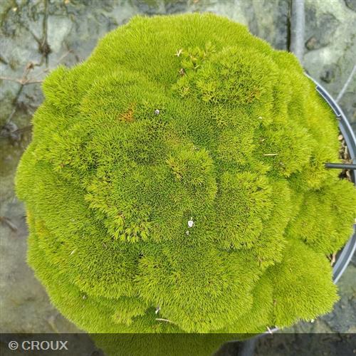 SCLERANTHUS uniflorus