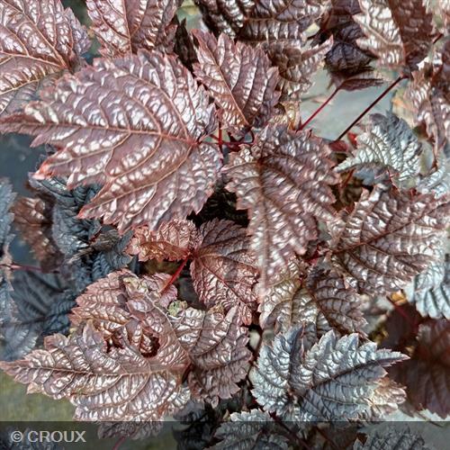 ASTILBE chinensis 'Chocolate Shogun®'