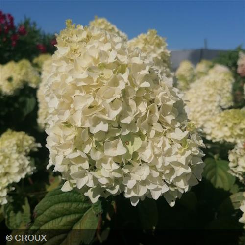 HYDRANGEA paniculata 'Little Hottie®'