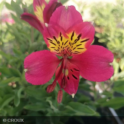 ALSTROEMERIA  hybrida 'Mars'