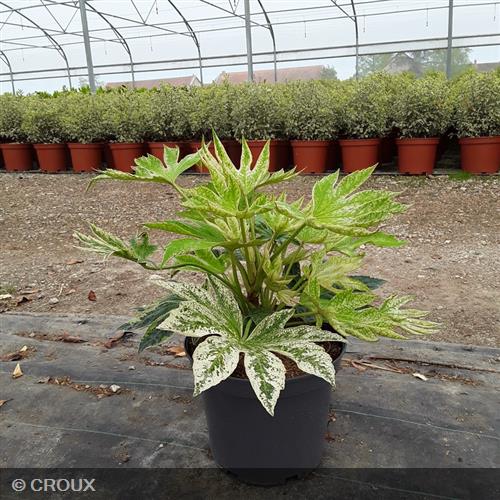 FATSIA japonica 'Spider's Web®'