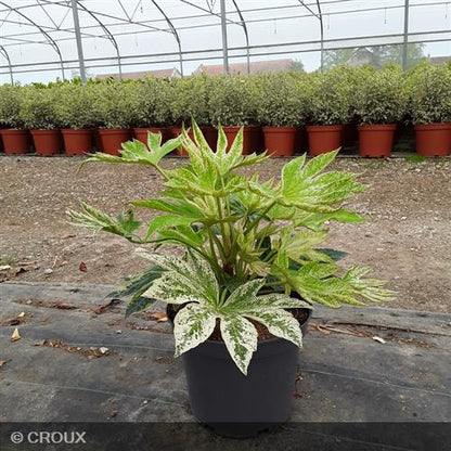 FATSIA japonica 'Spider's Web®'