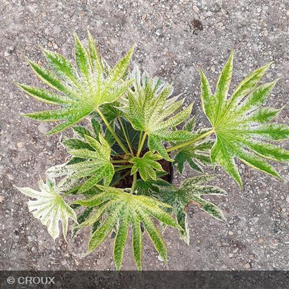 FATSIA japonica 'Spider's Web®'