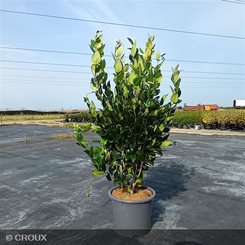 LIGUSTRUM japonicum 'Texanum Fastigiata'