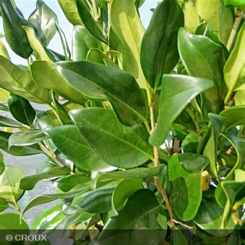 LIGUSTRUM japonicum 'Texanum Fastigiata'