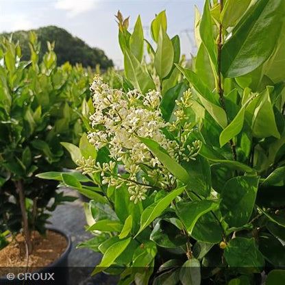 LIGUSTRUM japonicum 'Texanum Fastigiata'