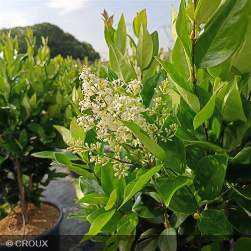 LIGUSTRUM japonicum 'Texanum Fastigiata'