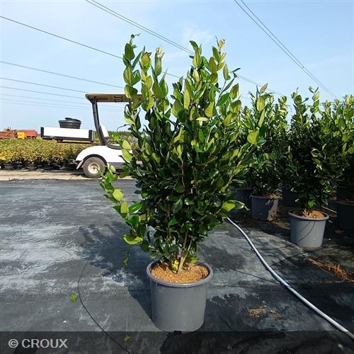 LIGUSTRUM japonicum 'Texanum Fastigiata'