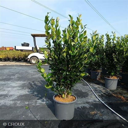 LIGUSTRUM japonicum 'Texanum Fastigiata'