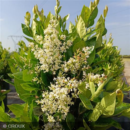LIGUSTRUM japonicum 'Texanum Fastigiata'