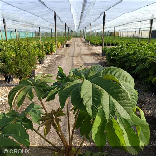 TETRAPANAX  papyrifera  'Rex'