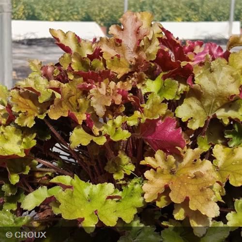 HEUCHERA 'Marmalade®'