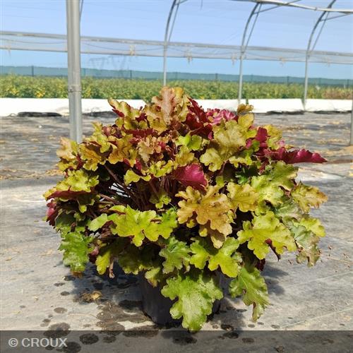 HEUCHERA 'Marmalade®'