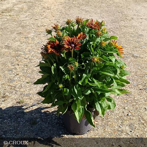 RUDBECKIA summerina 'Sizzling Sunset®'