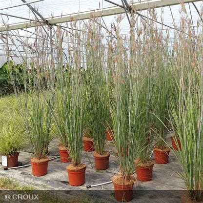 ANDROPOGON  gerardii  'Blackhawks®'