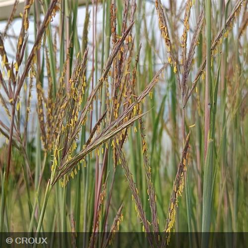 ANDROPOGON  gerardii  'Blackhawks®'