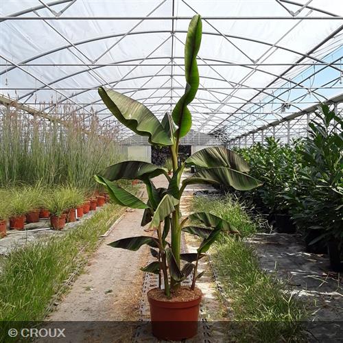 MUSA sikkimensis 'Ever Red'