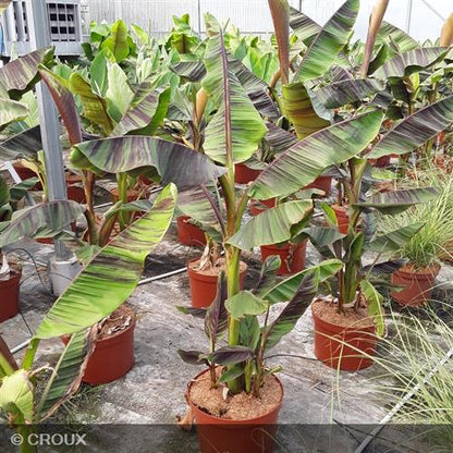 MUSA sikkimensis 'Ever Red'