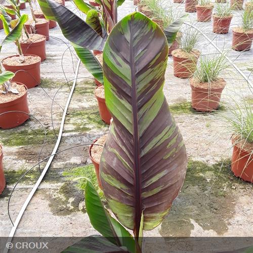 MUSA sikkimensis 'Ever Red'