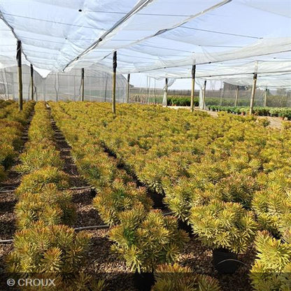 EUPHORBIA x martinii 'Ascot Rainbow®'