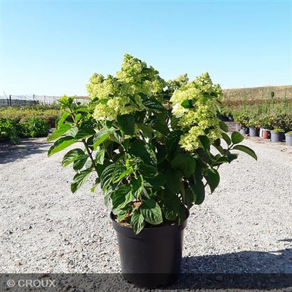 HYDRANGEA paniculata 'Little Hottie®'