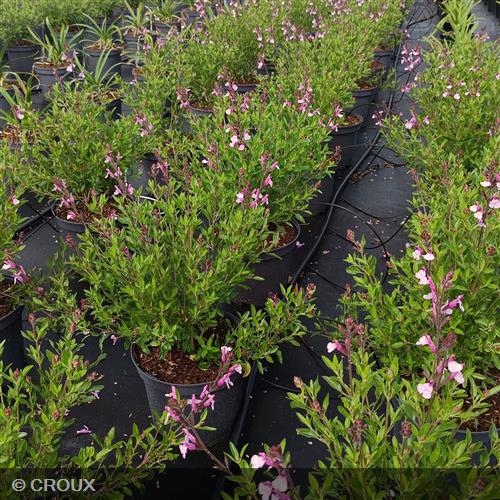 SALVIA greggii 'Joy'