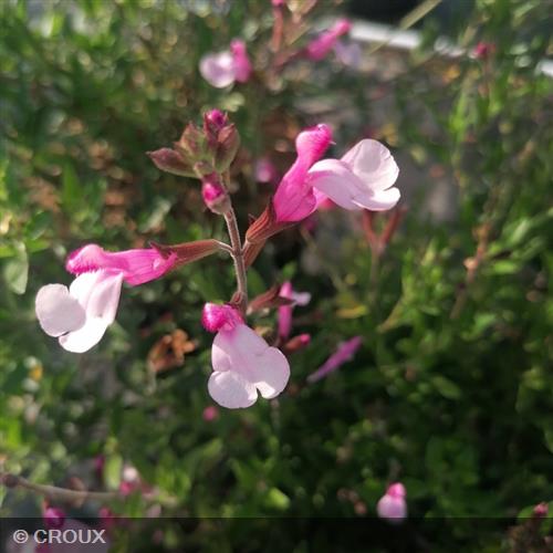 SALVIA greggii 'Joy'