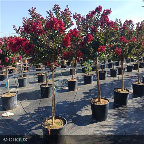 LAGERSTROEMIA indica 'Double Feature®'