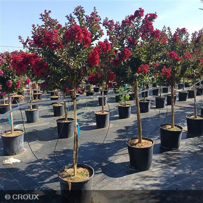 LAGERSTROEMIA indica 'Double Feature®'