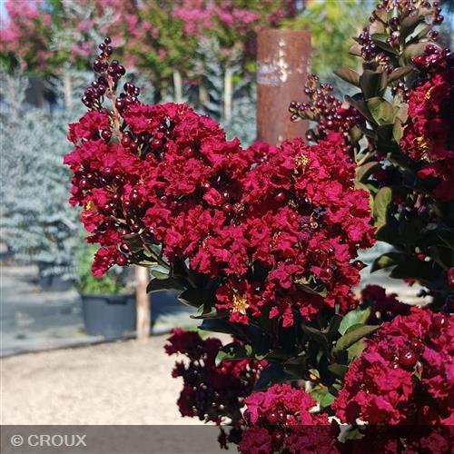 LAGERSTROEMIA indica 'Double Feature®'