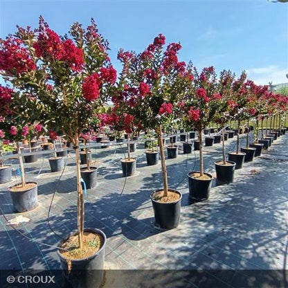 LAGERSTROEMIA indica 'Double Feature®'