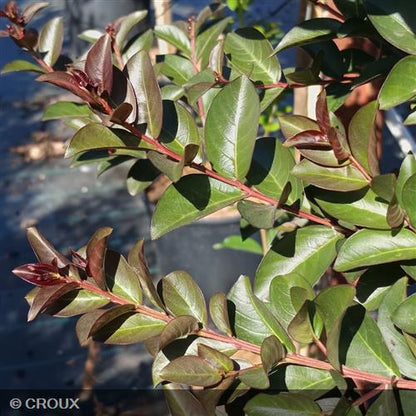 LAGERSTROEMIA indica 'Double Feature®'