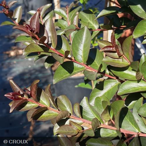 LAGERSTROEMIA indica 'Double Feature®'
