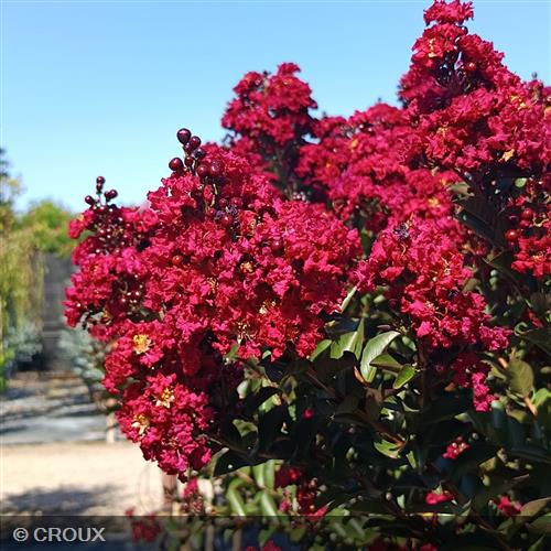 LAGERSTROEMIA indica 'Double Feature®'