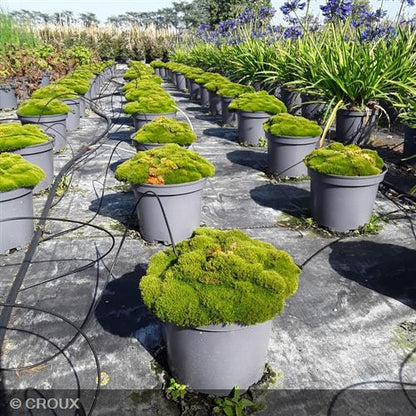 SCLERANTHUS uniflorus