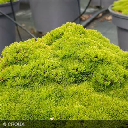 SCLERANTHUS uniflorus