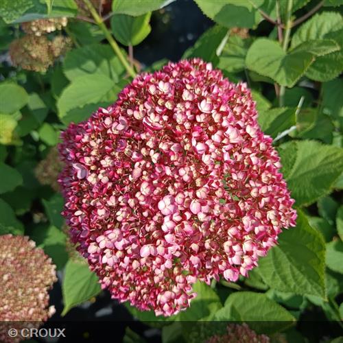 HYDRANGEA arborescens  'Magical Dark Pink®'