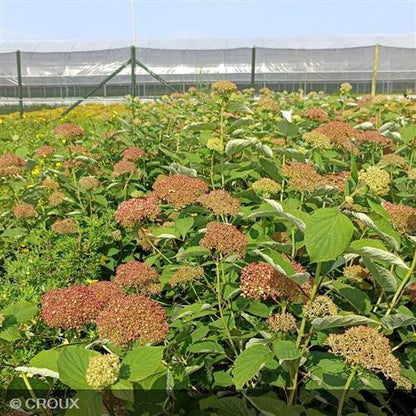 HYDRANGEA arborescens  'Magical Dark Pink®'
