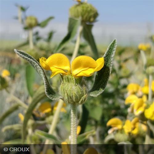 PHLOMIS fructicosa